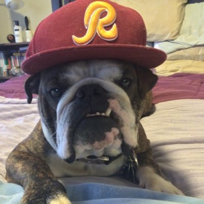 I'm Gibbs the English Bully. Love eating, sleeping, farting, and the Redskins. #HTTR