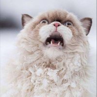 BartSux (@sfbartsux) 's Twitter Profile