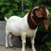 Goat farming (@goat_farming) Twitter profile photo Goat farming (@goat_farming) Twitter profile photo