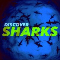 King Of The Ocean (@discoversharks) 's Twitter Profile