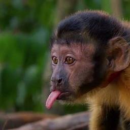 Green is the color. #teamJaneGoodall. Préfère les animaux quand ils sont vivants. Engagée ici et la-bas. Breaking: #Palmoil https://t.co/PPhYtZd24d