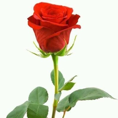 Rafiahamed1's profile picture. we must try to talk face to face not behind of one .....:)