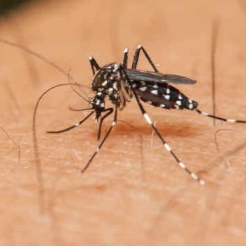 Informações sobre o Zika Vírus uma das principais ameaças da humanidade atualmente. Compartilhe as informações a todos.