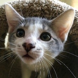 Angelcat Haven angelcathaven Twitter Angelcat Haven angelcathaven Twitter