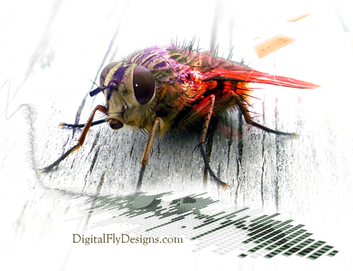 digiflydesigns's profile picture. Digital Fly Designs will customize your design in any format that you require including flash design, css, html, and many more!