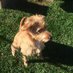 Rufus the Red (@rufusthereddog) Twitter profile photo Rufus the Red (@rufusthereddog) Twitter profile photo