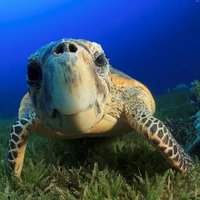 Sea Turtles(@seaturtlegifts) 's Twitter Profileg