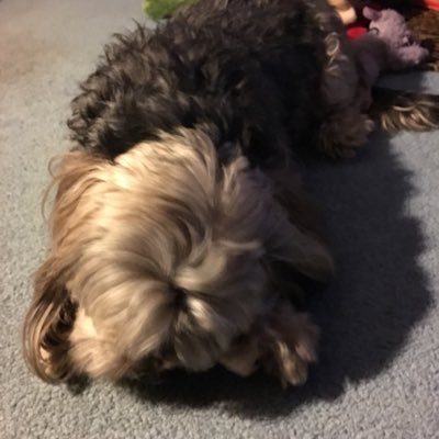 KarenLEWANDOWS8's profile picture. Remy