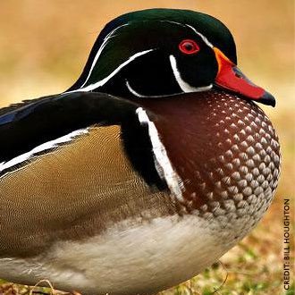 PluckMyDuck69's profile picture. I'm a guy I love a good blow job, cum shots, but I LOVE redheads. I masturbate on a regular basis to the hotties of twitter! #MasturbationNation NSFW 18+