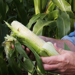 Discovering #microbes that promote #plant growth and improve the yield and #sustainability of #agricultural systems