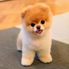 Teacupdogsdaily Profile Picture