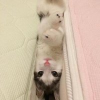 MastaWeb (@mdubtheruler) 's Twitter Profile