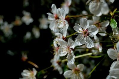 The photographer, a lover of plants and everything connected with them.