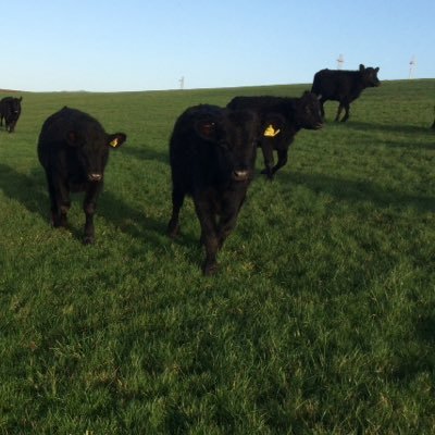 Yummy Scrummy Grassfed Organic Aberdeen Angus Beef, from the heart of the West Country