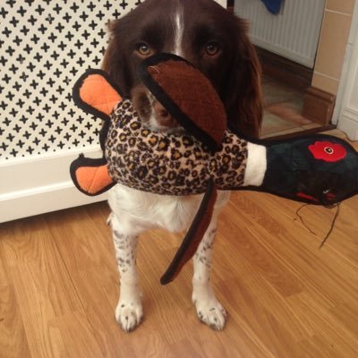 A few dolly mixtures short of a quarter! I love my walks and my pheasant and oh I am named after a footballing legend!!