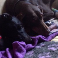 Fiona Shoop (@fishoop) 's Twitter Profile