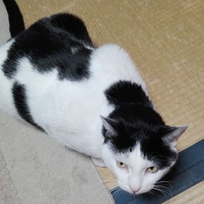 DOfEIv0Aiapm47b's profile picture. 無言フォローすいません、
宜しくお願いします