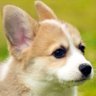 Pradip_K_Varma's profile picture. Centrist-Libertarian-Atheist| Software| Hobbyist Chef| Basic Civilizational Resources | APJKalam Modi MGR Rajini | Follow at your own risk. Non-serious Gyaan.