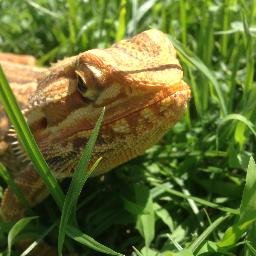 enricoReptiland's profile picture. https://t.co/szUtjoByxz