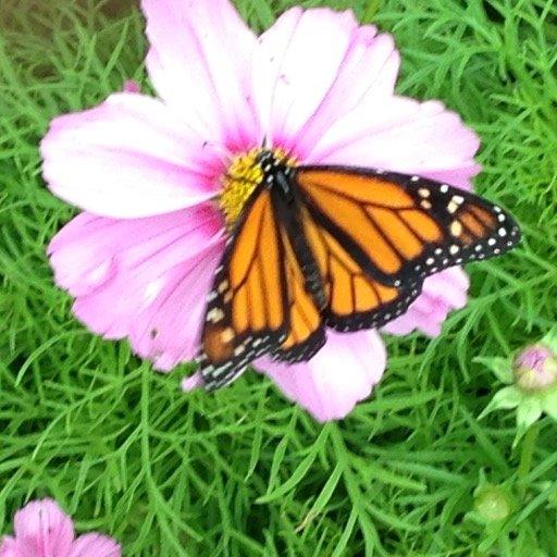 mindbodyMD's profile picture. 