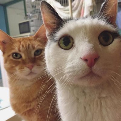 Nob Hill Cat Clinic (@NobHillCatSF) / Twitter Nob Hill Cat Clinic (@NobHillCatSF) / Twitter