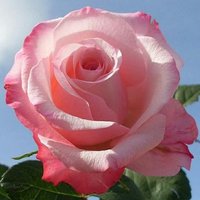 Rania Mughrabi (@rania_m_m) 's Twitter Profile