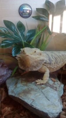 I Love Reptiles If You Do Make Sure You Follow Me