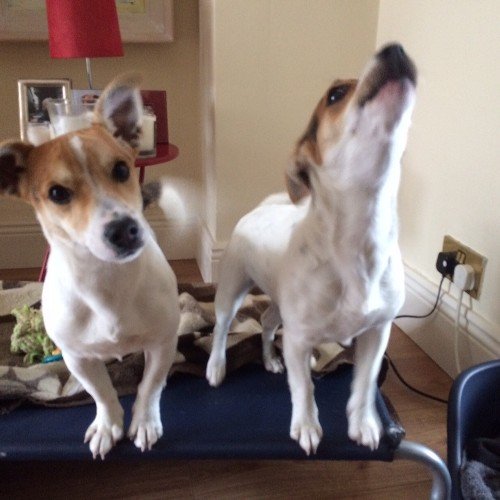 Librarian, cohabiting with two #jackrussell
s Views my own, information to share.