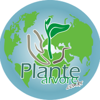 Mudas Nativas (@mudasdocerrado) 's Twitter Profile