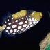 Ocean Life Aquatics (@ukfishman) Twitter profile photo Ocean Life Aquatics (@ukfishman) Twitter profile photo
