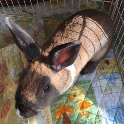 akiko_ma2koa's profile picture. 主婦、一児の母、ミニうさぎ男の子飼ってます！