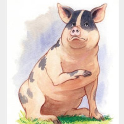 Snowball (@snowballthepigg) / Twitter Snowball (@snowballthepigg) / Twitter