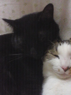 atsukojirushi's profile picture. 会津生まれの越前育ち。ほんのり歴女。書店員。今はビジネス書と語学書(時々、看護書と車)を担当しています。本読みさん大歓迎📚 令和4年度 食生活アドバイザー2級、令和6年度 宅地建物取引士資格試験に合格しました🈴