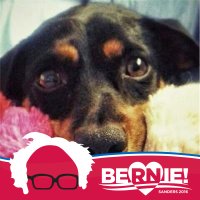 Comrade @ibstevie (@ibstevie) 's Twitter Profile