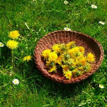 Supporting & teaching people to reclaim & use herbal medicines at our beautiful garden in Fife.
Also sell organic plants, herbs & remedies.