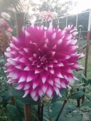 Wlkh962044772's profile picture. 