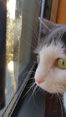 MonroeTripod's profile picture. I'm living the life as one of the hospital cats at Compassionate Care Veterinary Hospital of Charlotte.  I enjoy long naps and catnip!