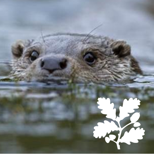 We are the @WinchesterMill Otters. See us in the #RiverItchen. The Otterwatch system is run and maintained by National Trust Volunteers.