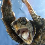 l8nytr's profile picture. 