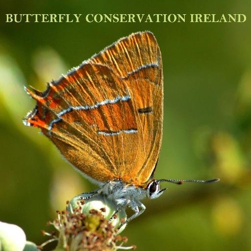 Butterfly Conservation Ireland is a charity dedicated to the conservation of butterflies, moths and their habitats.