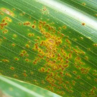 Corn Diseases (@corndisease) 's Twitter Profile