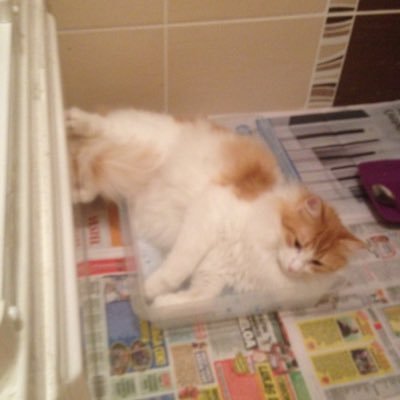 palasezer10's profile picture. 