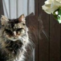 Karen Worden (@karenworden) 's Twitter Profile Photo Karen Worden (@karenworden) 's Twitter Profile Photo
