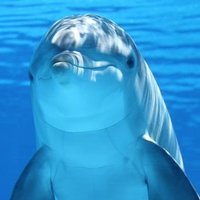 Dolphins(@DolphinGift) 's Twitter Profile Photo