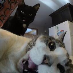 We are the Funny talking cats off YouTube. Great funny clips. Sony and Thumbs new beginning fun fluffy loveable cats! Link below :-) MeowOut!