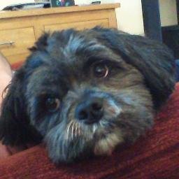 Stay at home Lhasa Apso, whilst my owners work. TV Critic, Food Critic and Food Lover. Brother to Belle and Director of Security at Home.