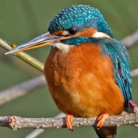 𝓖𝓻𝓮𝔂𝓵𝓪𝓴𝓮 𝓑𝓲𝓻𝓭𝓮𝓻 (@greylakebirder) 's Twitter Profile