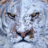 EPHS Tigers Football (@javieraescobed2) 's Twitter Profile