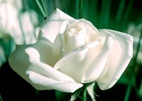 MilwaukeeLinks's profile picture. The Milwaukee (WI) Links, Incorporated is an organization of accomplished, dedicated women who are active in your community.
#MilwaukeeLinksInc 
#MilwaukeeLinks