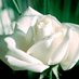 Milwaukee Links, Inc (@milwaukeelinks) Twitter profile photo Milwaukee Links, Inc (@milwaukeelinks) Twitter profile photo